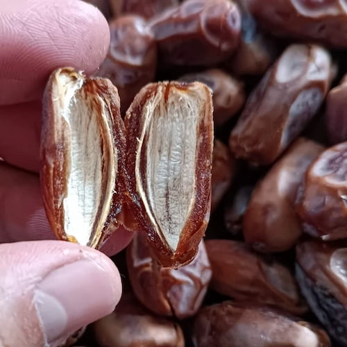 تصویر 2 از خرید و قیمت خرمای دیری + فروش عمده